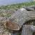 Walnut Boughs 2 thumbnail