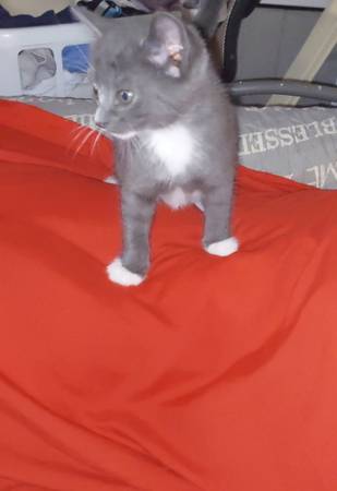 Kitten macho (Nueva York)550468806090444801