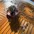 Plant Variegated String Of Hearts in Ceramic Container,maranta, pothos avail 10 thumbnail