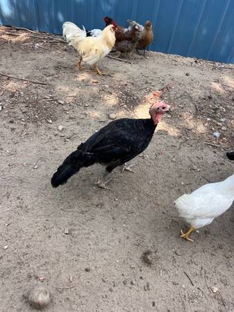 Heritage turkey 1