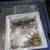 Tarantulas 6 thumbnail