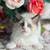 Ragdoll Kittens 4 thumbnail