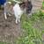 miniature colt 2 thumbnail