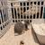 Mini lop 3 thumbnail