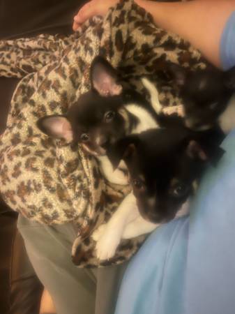 Small chihuahua puppies for rehoming (Gulfport)63801771370497120