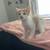 3 kittens looking for good homes!!! 3 thumbnail