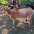 ADGA Nigerian Dwarf Does 1 thumbnail