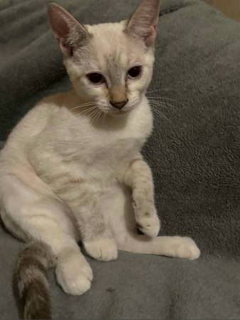 Looking for Homes! 1