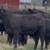 Angus & Angus Plus Replacement Heifers 2 thumbnail