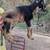 Nigerian Dwarf Goat Kids and Adults 8 thumbnail