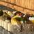Gouldian finches 7 thumbnail