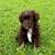Mini Aussie Puppies 2 thumbnail