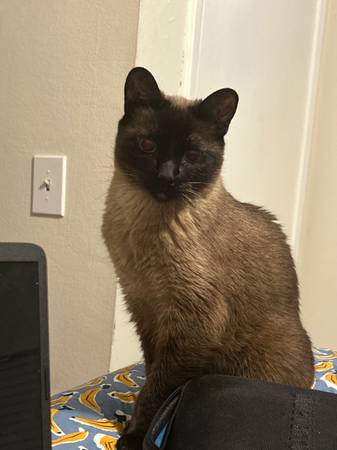 Siamese cat for adoption 1
