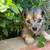 Sable Yorkie 8 thumbnail