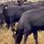 Angus & Angus Plus Replacement Heifers 13 thumbnail