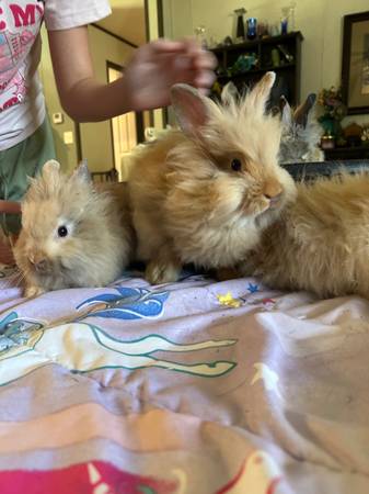 Lionhead bunnies (Liberty hill)