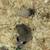 Micro Squirrels (African Pygmy Dormouse) 6 thumbnail