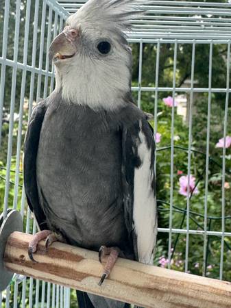Cockatiel 1