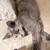 Female cat 1 thumbnail