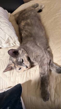 Female cat 1