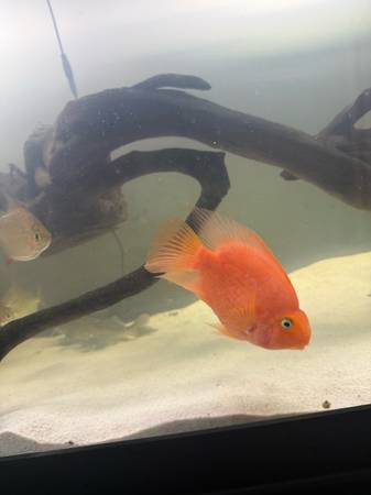 2 Medium size Bloood Parrot Cichlids (Fort Wayne)63439698623235123