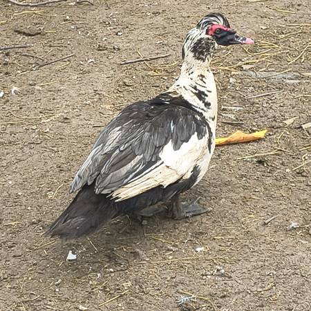 Muscovy drakes 1