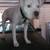 White male pit 5 years old 1 thumbnail