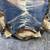 Radiated Tortoise Available 6 thumbnail