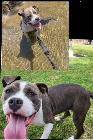 2 yo Pit - Drakeo - Looking to rehome (Livermore)63995016401923120