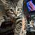 Beautiful Female Kitten 2 thumbnail