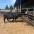 Cattle-Simm/Angus-Bulls 1 thumbnail