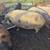 Pig 4 thumbnail