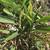 Medicine Galangal Plants.(Cu Rieng) in 5 Gallon Pot 2 thumbnail