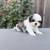 Shih Tzu 3 thumbnail