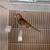 Canaries 6 thumbnail