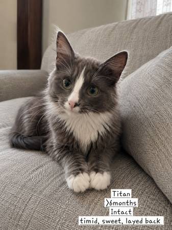 Gato macho joven (Sugarcreek)