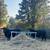 3 Brangus Cows 3 thumbnail