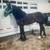 Half Percheron half qh colt 13 thumbnail