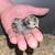 Serama chicks 1 thumbnail