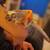 Sugar Gliders 2 thumbnail