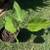 Fruiting Fig Tree – Live Potted Fig – Producing Young Figs 2 thumbnail