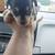 Chihuahuas 4 thumbnail