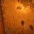 Quail chicks eggs 4 thumbnail