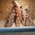 Bearded Dragons (3) 3 thumbnail