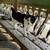 Manx Kittens 1 thumbnail