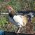 Easter Egger rooster 2 thumbnail