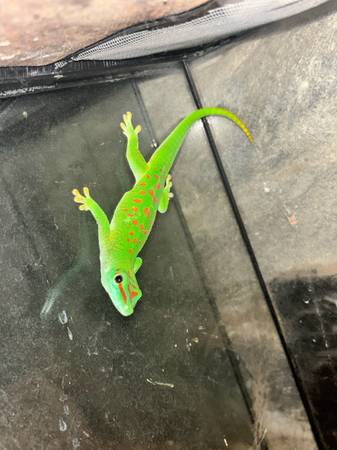 Reptile rescue 1