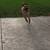 German shepherd mixed 4 thumbnail