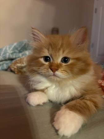 Hypoallergenic Siberian kittens (Austin)63975349544322122