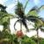 Peach Creek King Palms ///// ARCHONTOPHOENIX tuckeri 4 thumbnail